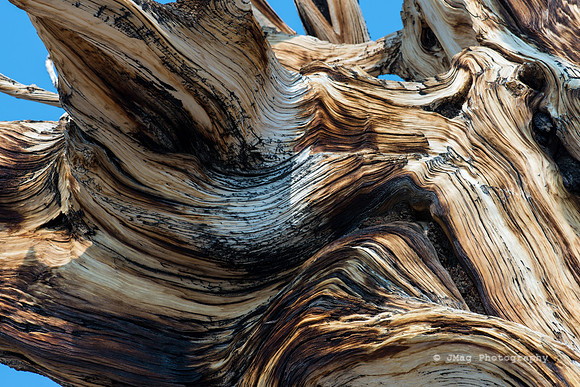 White Mountains-Bristlecones252