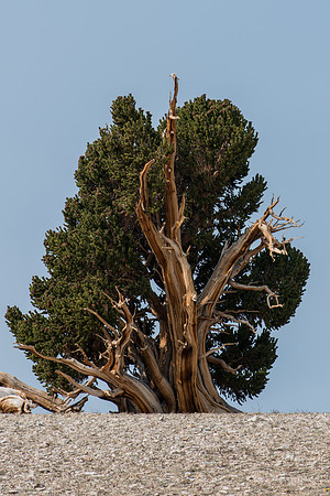 White Mountains-Bristlecones239