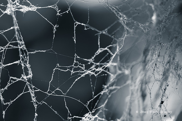 Spider web