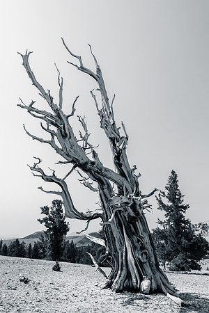 White Mountains-Bristlecones278