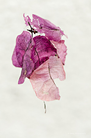 _JMG5806-Edit