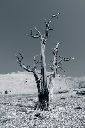 White Mountains-Bristlecones209-2