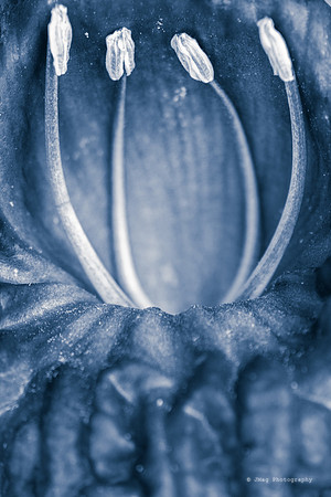 _JMG8906