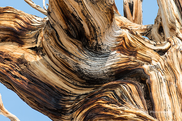 White Mountains-Bristlecones251