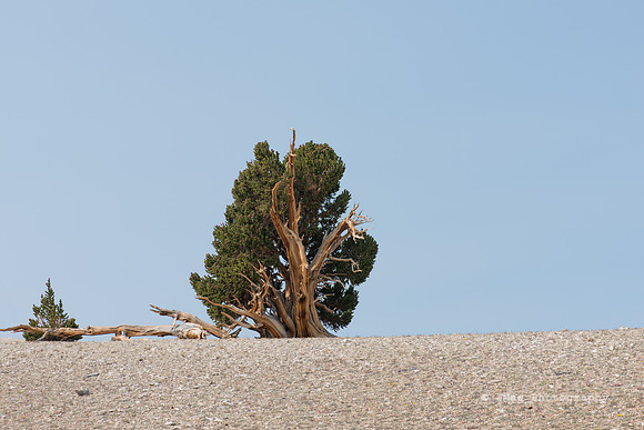 White Mountains-Bristlecones237