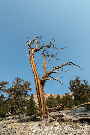 White Mountains-Bristlecones193