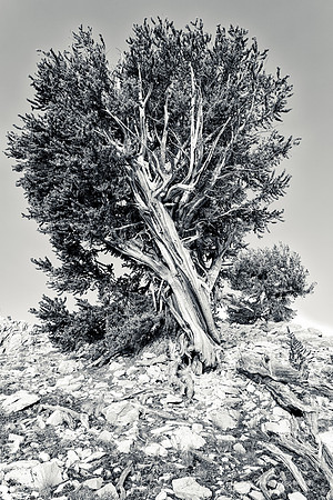 White Mountains-Bristlecones421
