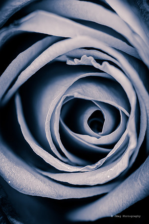 August 29, 2013 - Rose