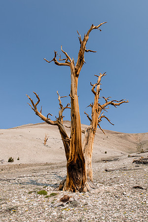 White Mountains-Bristlecones209