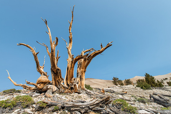 White Mountains-Bristlecones202