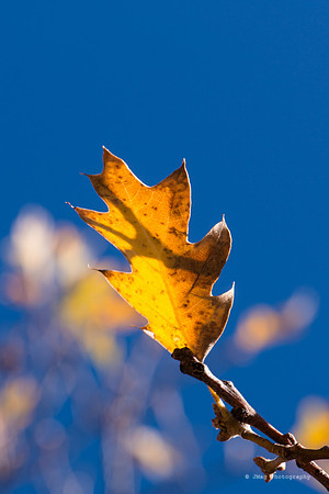 November 10, 2013 - Fall colors