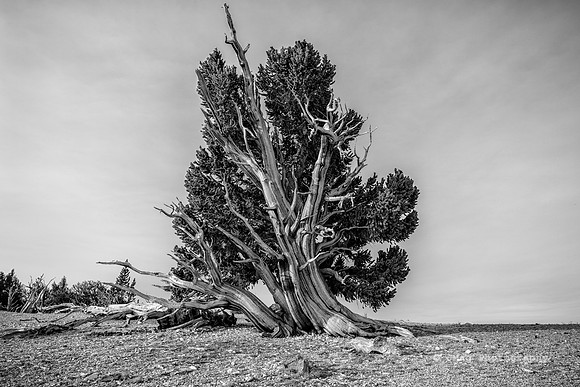 White Mountains-Bristlecones491