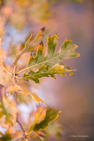 November 12, 2013 - Fall Feelings