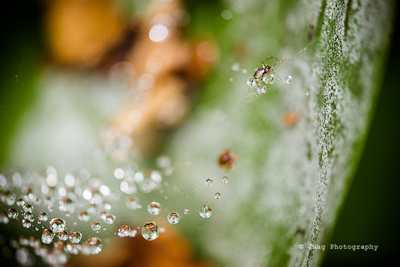 July 3, 2013 - Itsy Bitsy Spider