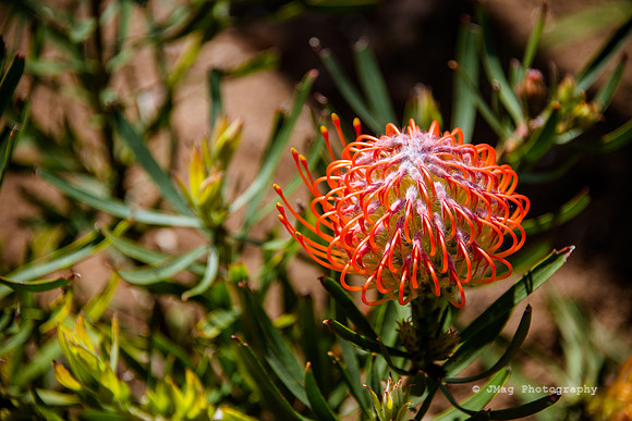 May 10, 2013 - Flower Walk_