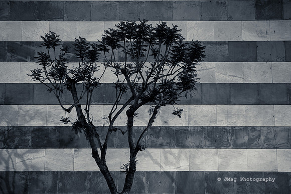 April 24, 2013 Stripes and Tree