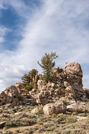 White Mountains-Bristlecones66