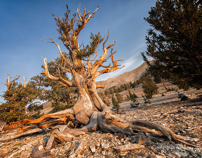 White Mountains-Bristlecones466