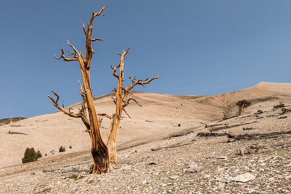 White Mountains-Bristlecones206