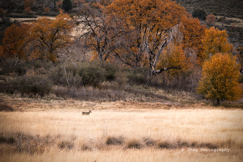 _JMG0628-Edit